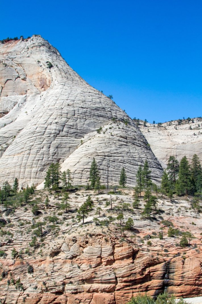 Like the Elephant's Hide